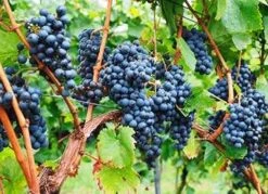 Vinplante - Vitis 'Schuyler'