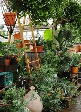 Eucalyptus 3 Eucalyptus