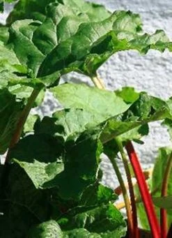 Rabarber 'Canadian Red'