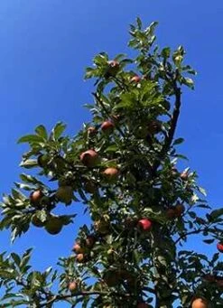 Taffelæbletræ 'Kronprins Frederik'
