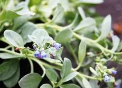 Østersurt - Almindelig Hestetunge