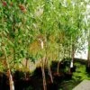 Prunus Amygdalus 'Ferskenmandel' -LIMYM Butik 898100677