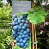 Vinplante - Vitis Vinifera 'Regent' -LIMYM Butik 89810069659