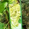 Vinplante - Vitis 'Solaris' -LIMYM Butik 89810069660
