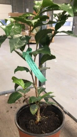 Te Plante "Camellia Sinesis"