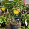 Citrontræ `Juno Yuzu` 1 Citrontræ `Juno Yuzu` -LIMYM Butik Citron20trae20Yuzu
