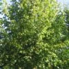 Småbladet Lind - Tilia Cordata 'Greenspire' SHOK 12-14 -LIMYM Butik Kejserlind