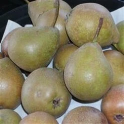 Pære 'Gråpære'