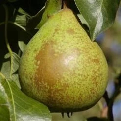 Pære 'Herrepære'