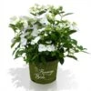 Hortensia Runaway Bride ® -LIMYM Butik Runaway Bride hortensia