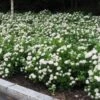 Birkebladet Spiraea 20-40 Cm -LIMYM Butik SPIRAEA20BETULIFOLIA