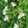 Spiraea "Little Princess" -LIMYM Butik Spiraea japonica Little Princess