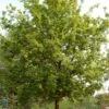 Stilk Eg - Quercus Robur SHOK 25-30 Ompl -LIMYM Butik Stilk20eg