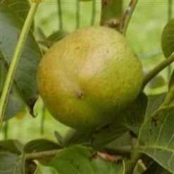 Valnøddetræ 'Broadview'