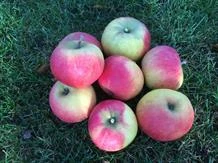 Æble "Elstar" Stambusk 12-14 Cm