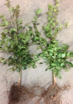 Bøgehæk 30-50 Cm Pur