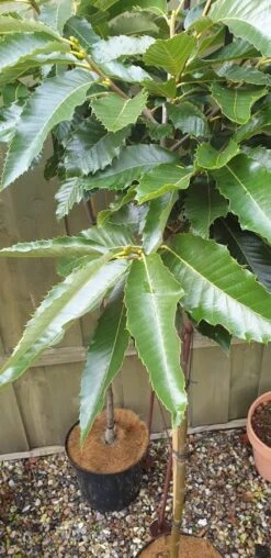 Dværg Spisekastanje 'Magical Bowl'