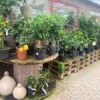 Citrusplanter I Planteskolen -LIMYM Butik citrus20traeer20Havens20Dag