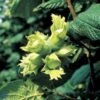 Hassel -LIMYM Butik corylus avellana florainfo