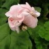Dronning Ingrid Pelargonie -LIMYM Butik dr20ingridweb