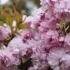 Japansk Hængekirsebær 'Kiku-shidare-Sakura' -LIMYM Butik haenge20japansk20kirsebaer