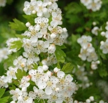 Hvidtjørn 60-100 Cm 3 Hvidtjørn 60-100 Cm