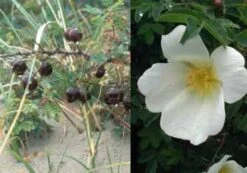 Klitrose Pimpinellifolia 30-50 Cm