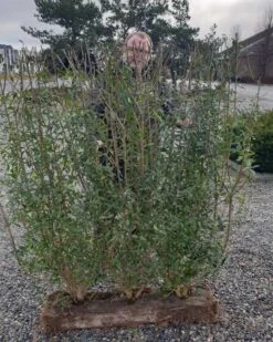 1 M Nemhæk Liguster 150 Cm