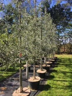 Nordens Oliven `Pendula` Bundpodet