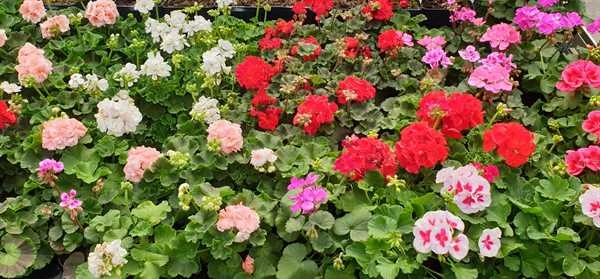 Pelagonie Zonali 3 Pelagonie Zonali