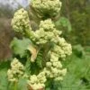 Rabarber 'Glaskins Perpetual' -LIMYM Butik rheum rhubarb blomst