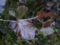 Rødbøg Hækplante 50-80 Cm