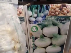 Sætteløg / Salatløg `Snowball`