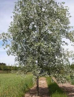 Sølvpil - Stambusk 10-12