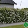 Buketspiraea Vanhouttei -LIMYM Butik spiraea20vonhouttei20haek