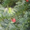 Taxus Baccata 'Hjorthede' -LIMYM Butik taxus20bac