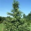 Ginkgo Biloba 150-175 Cm -LIMYM Butik tempeltrae